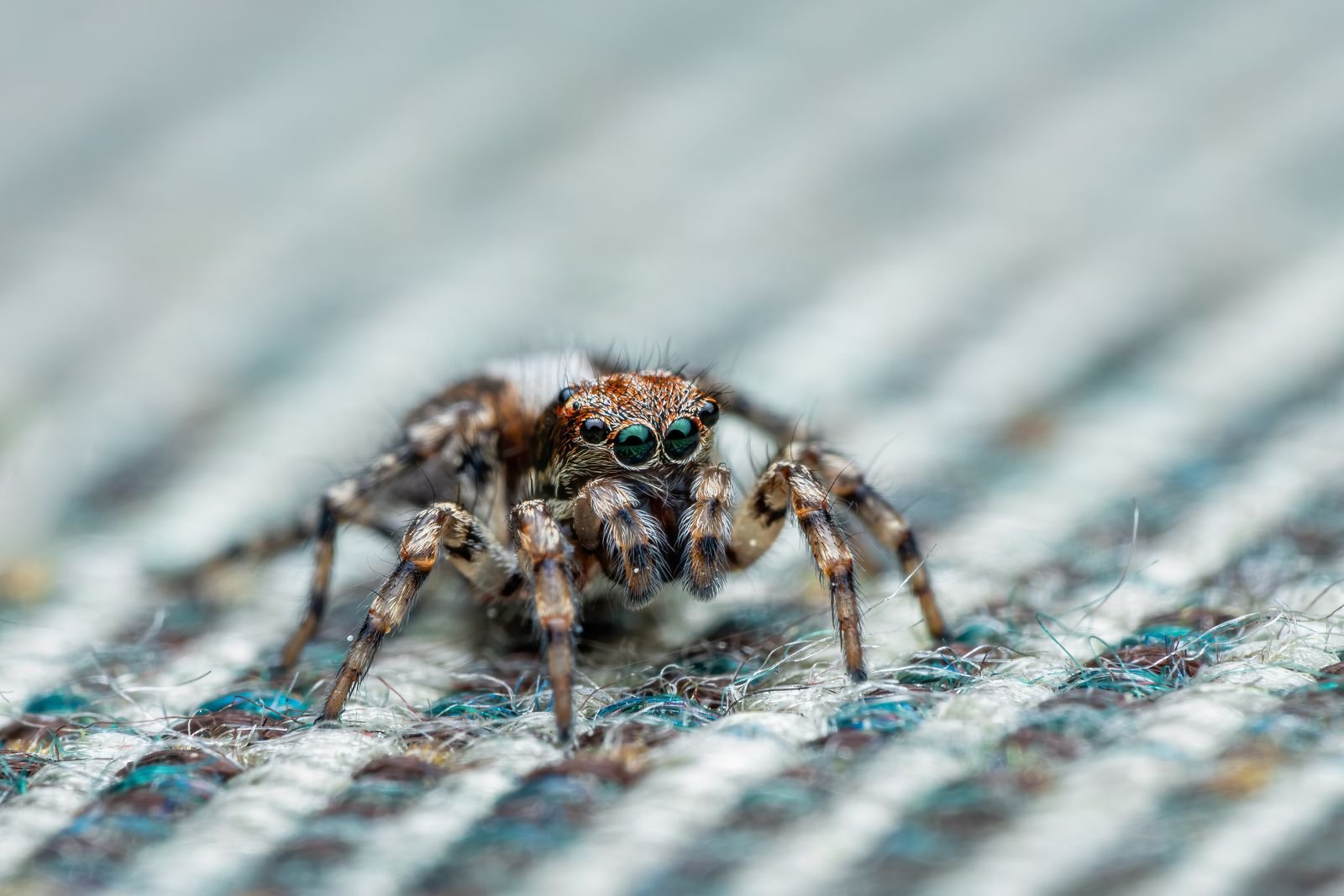Araignée en gros plan, macro photographie