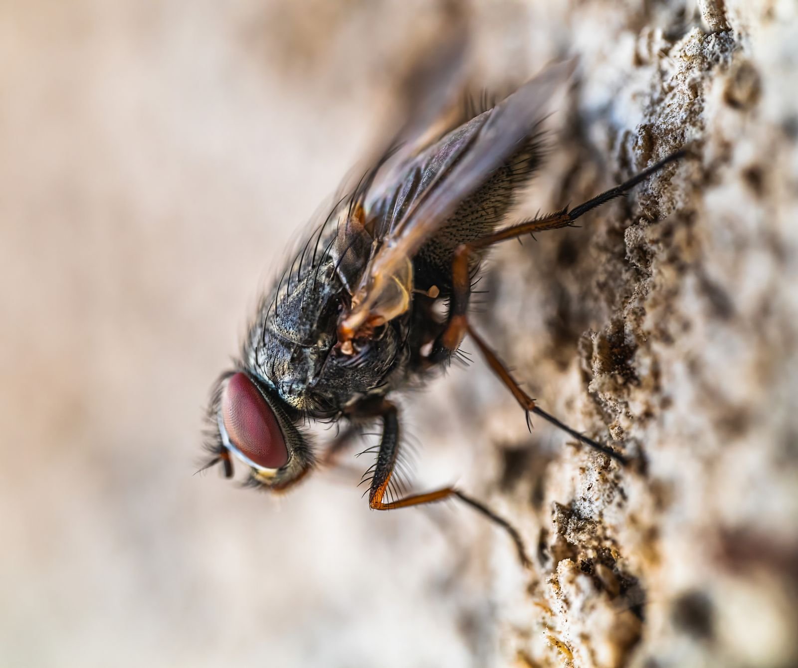 Mouche en gros plan macro