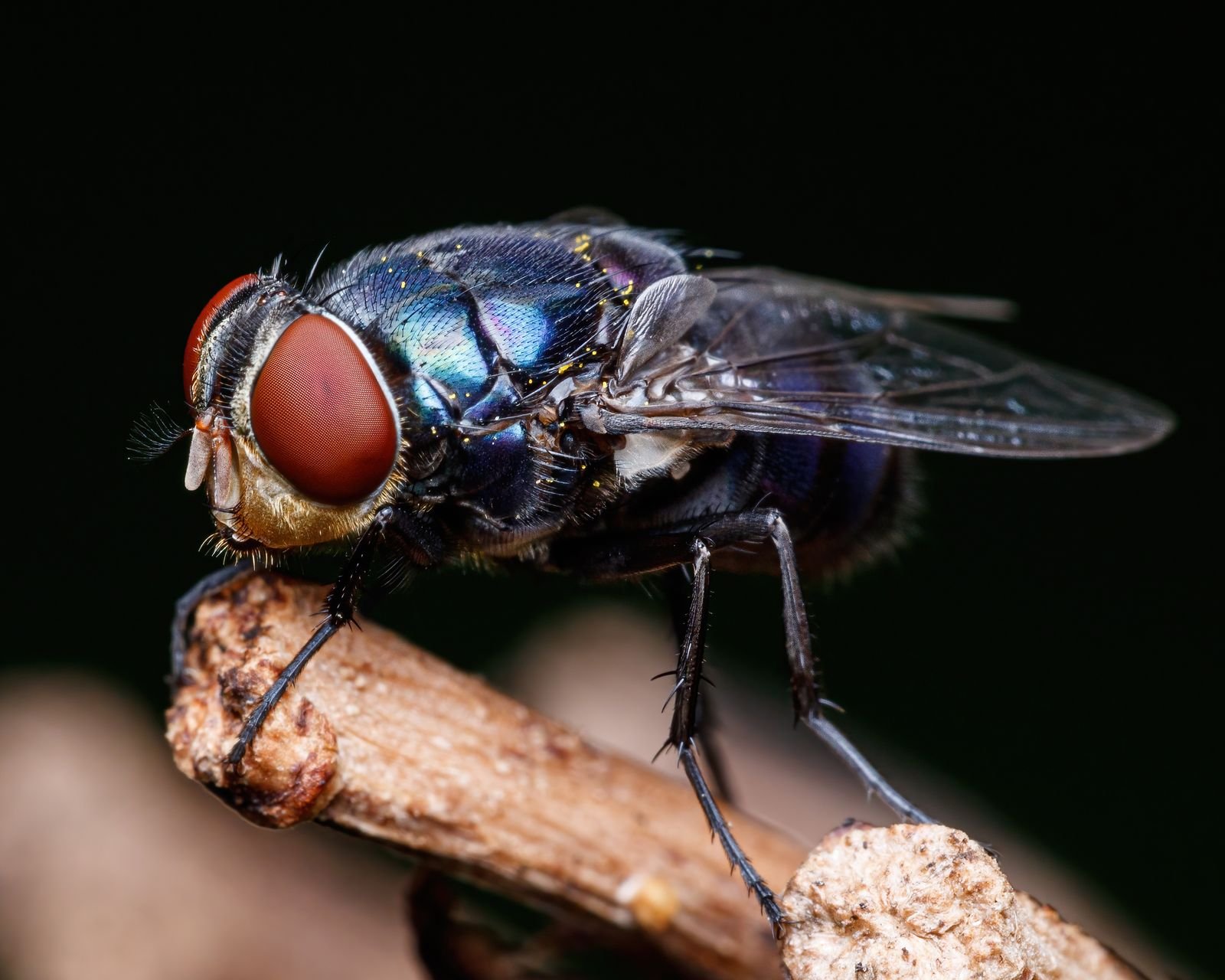 Petit insecte volant en gros plan