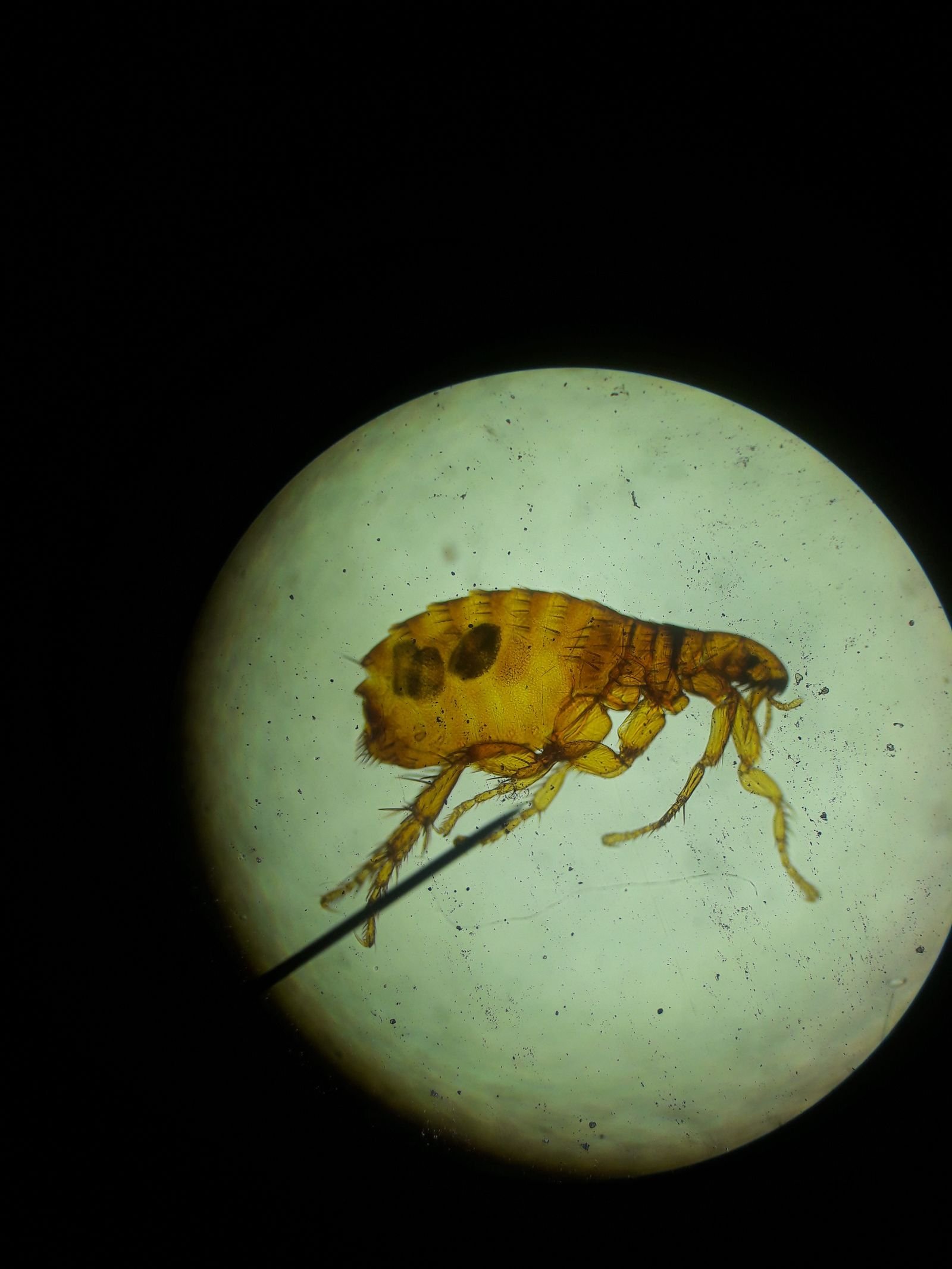 Puce vue de près au microscope