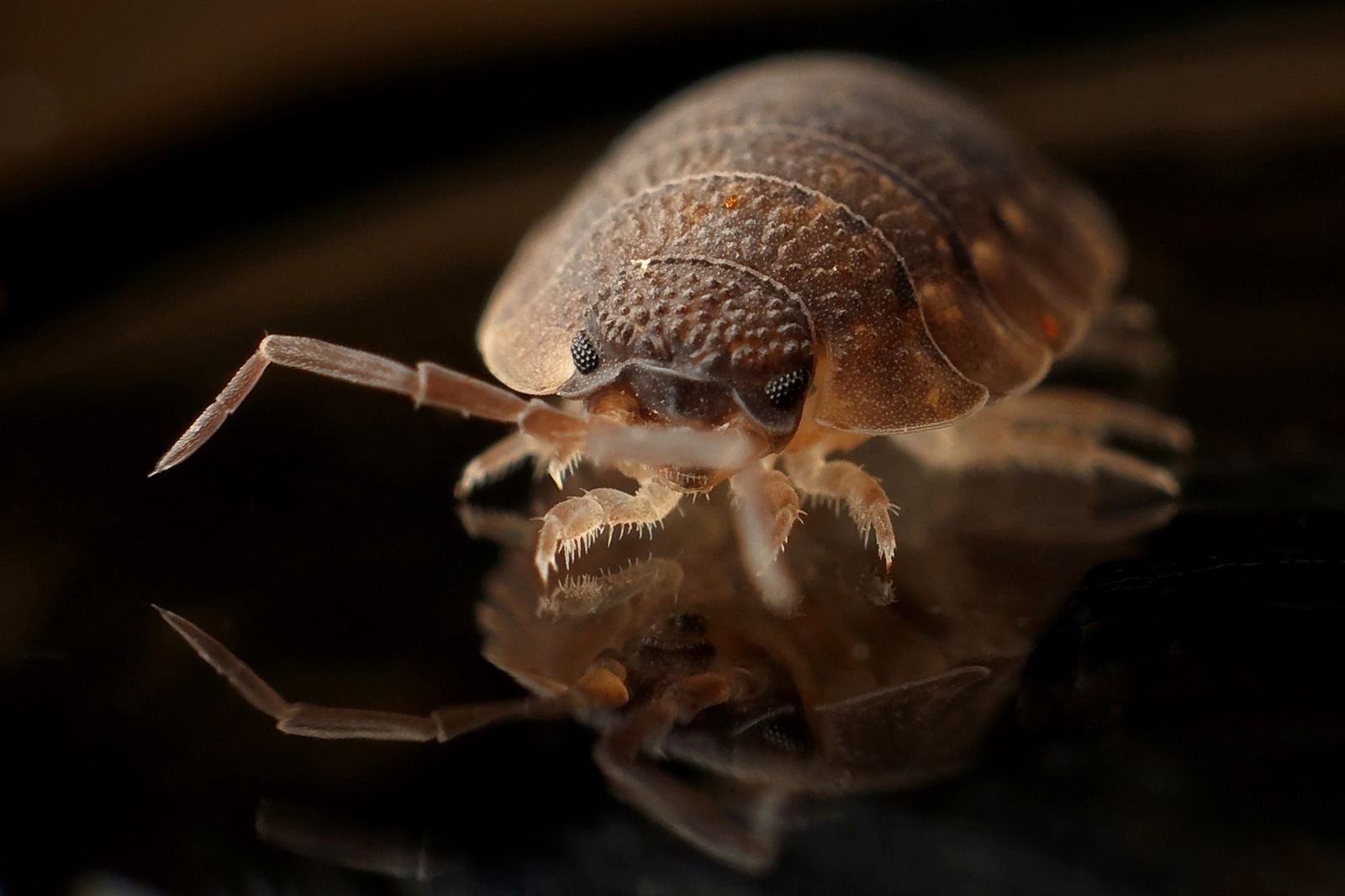 Insecte en gros plan macro