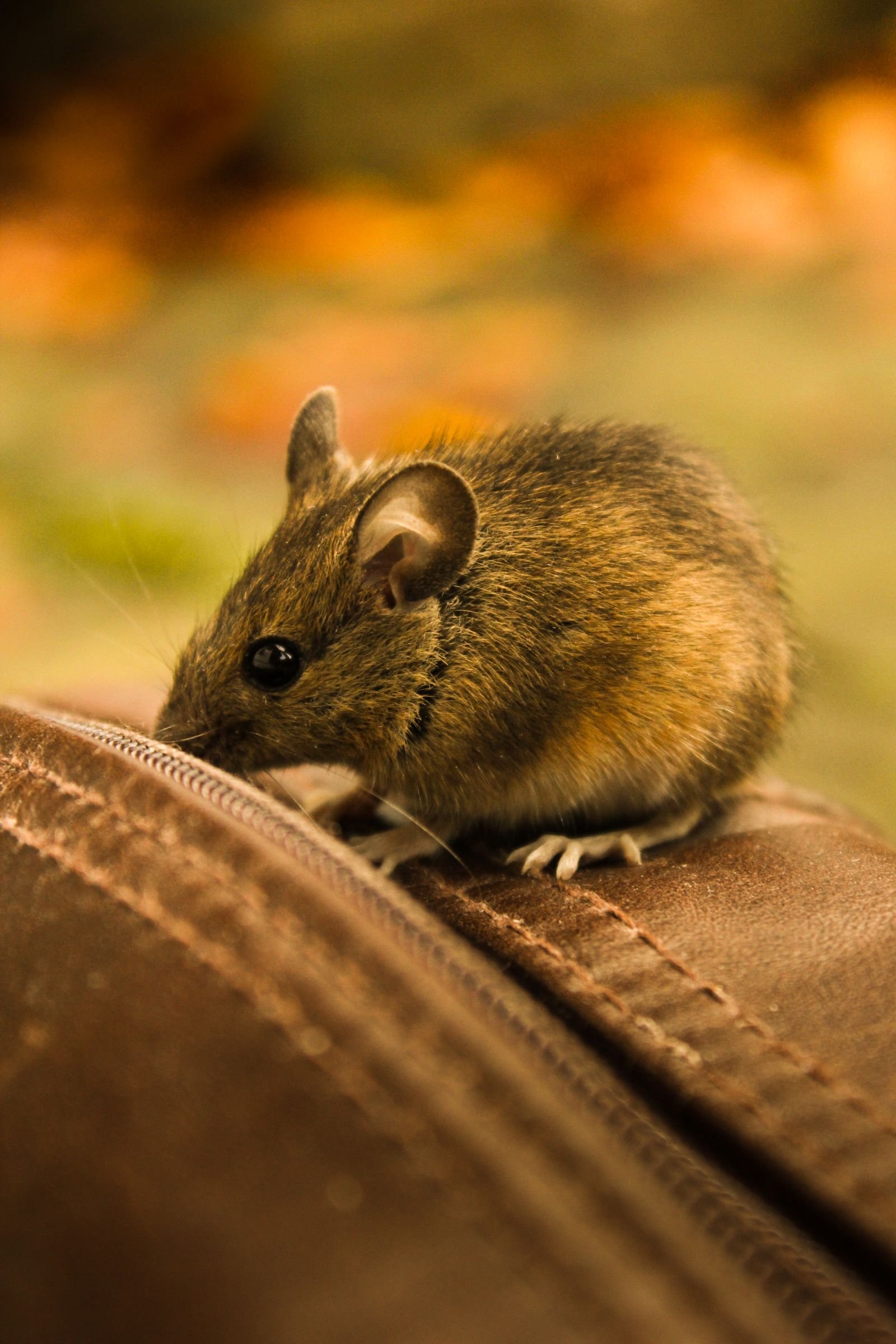 Souris/rat en gros plan